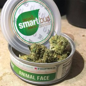 Animal Face Smart Bud